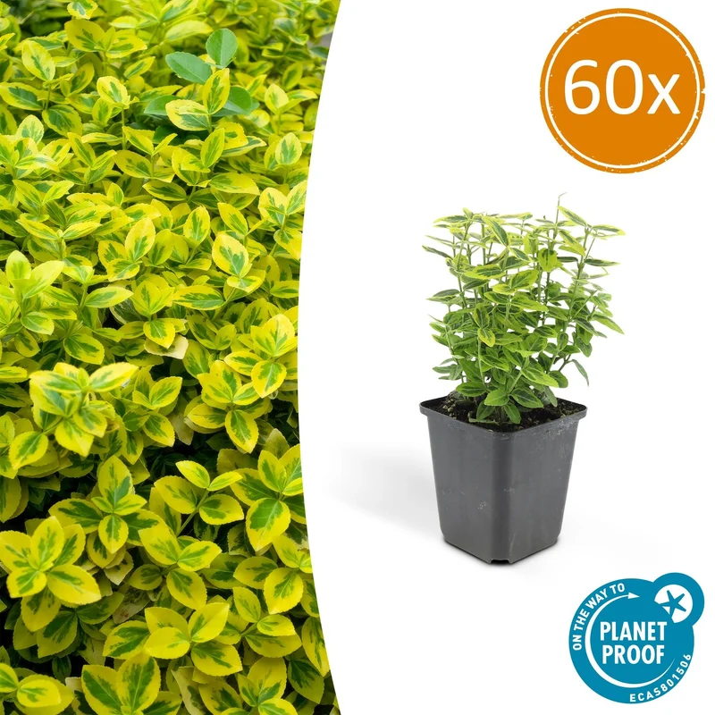 60x Euonymus fort. 'Emerald 'n Gold’