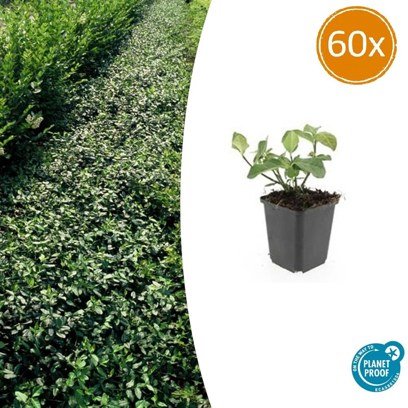 60x Euonymus fort. 'Dart's Blanket'