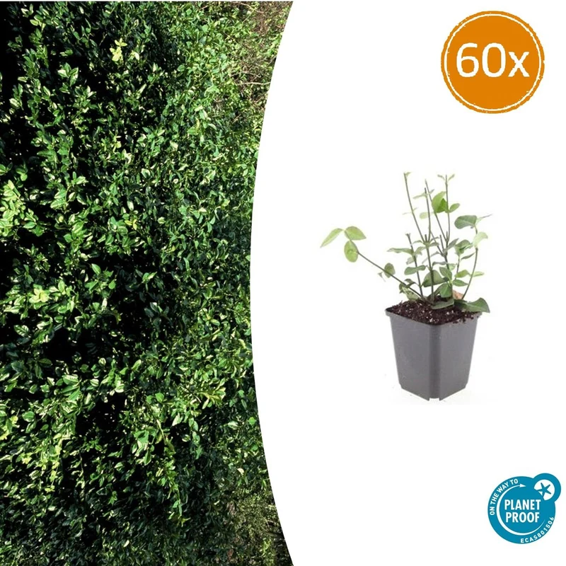 60x Euonymus fort. 'Coloratus'