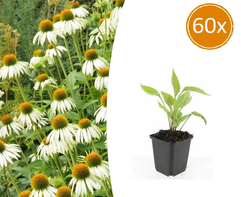 60x Echinacea p. 'White Swan'