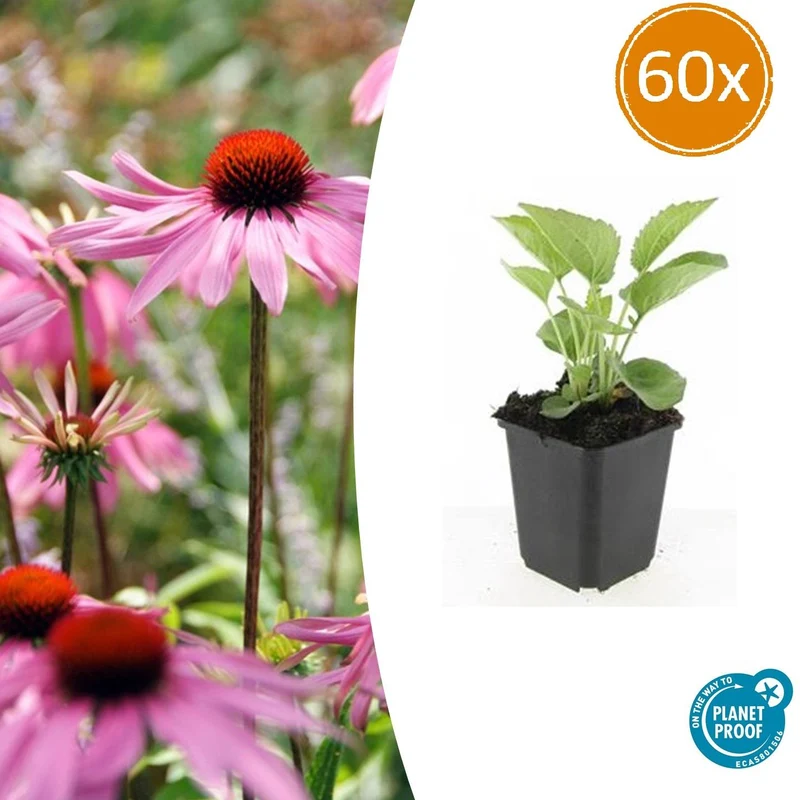60x Echinacea p. 'Magnus'