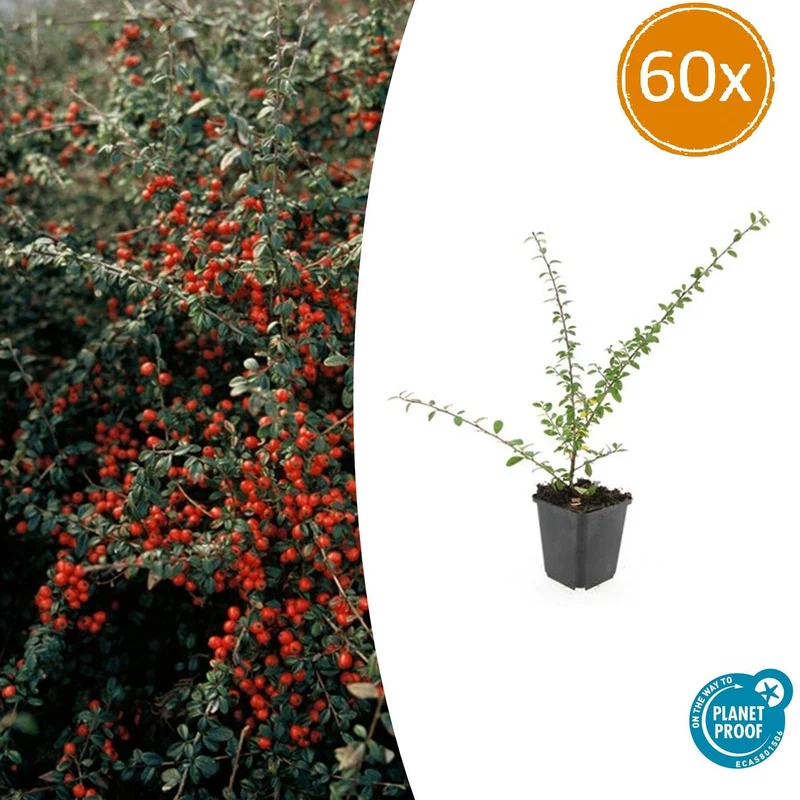 60x Cotoneaster suec. 'Coral Beauty'
