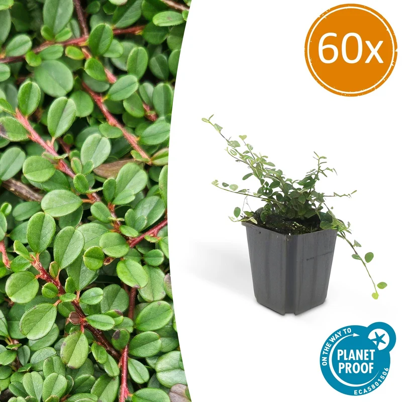 60x Cotoneaster pr. 'Streib's Findling'