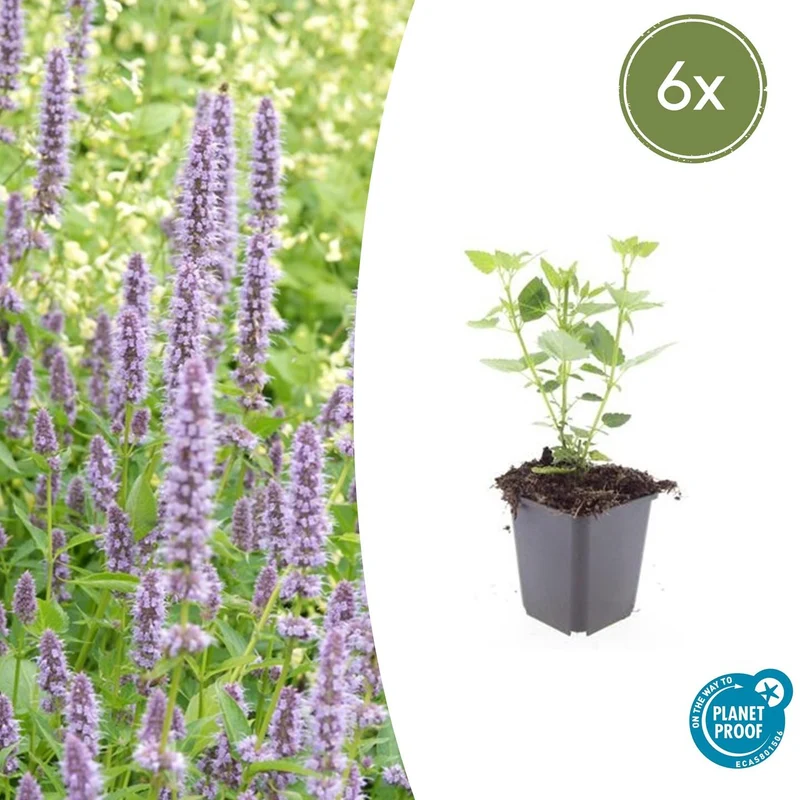 6x Agastache 'Blue Fortune'
