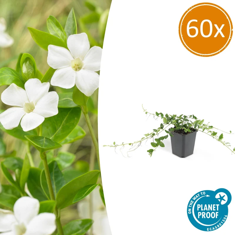 60x Vinca minor 'Alba'