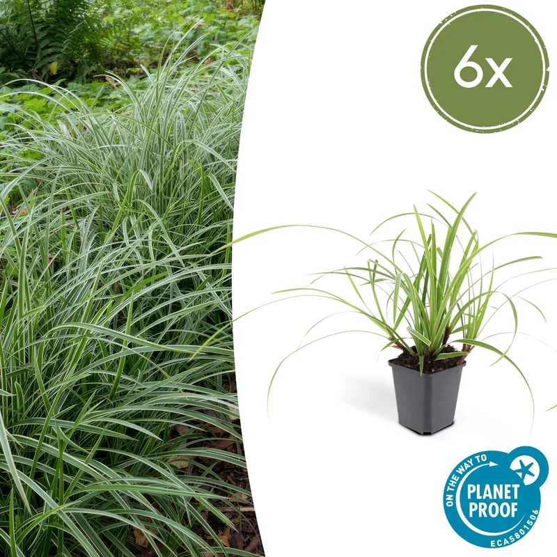 6x Carex morrowii 'Ice Dance'