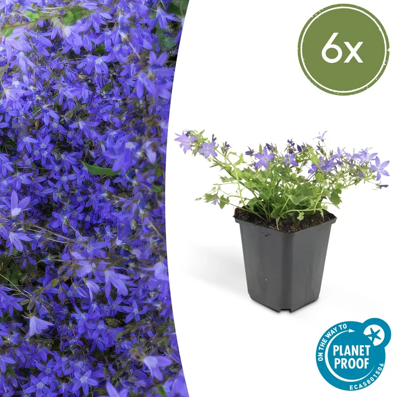6x Campanula poscharskyana 'Stella'