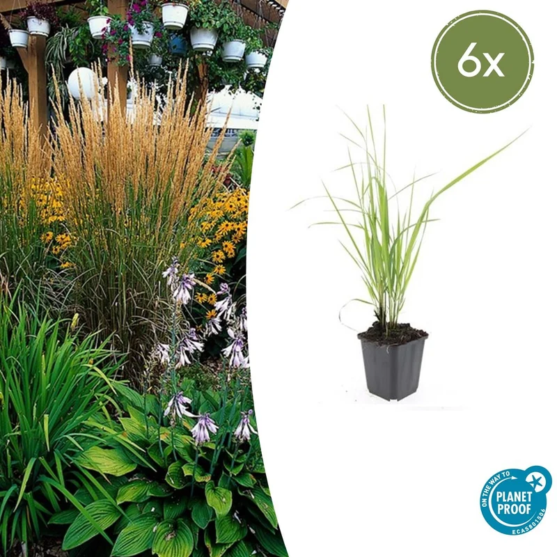 6x Calamagrostis acut. 'Karl Foerster'