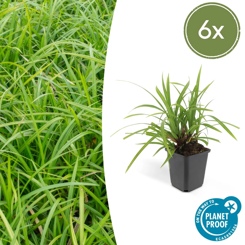 6x Carex morrowii 'Irish Green'