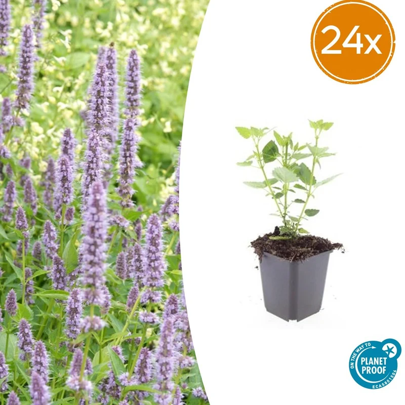 24x Agastache 'Blue Fortune'