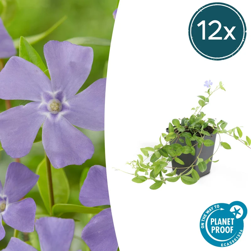 12x Vinca minor