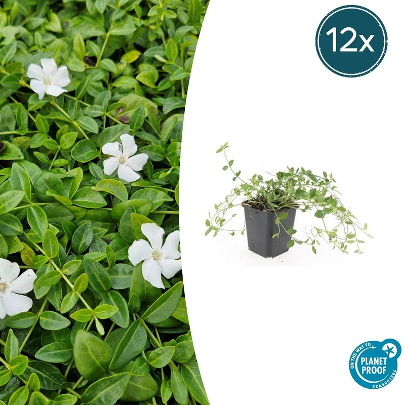 12x Vinca minor 'Gertrude Jekyll'