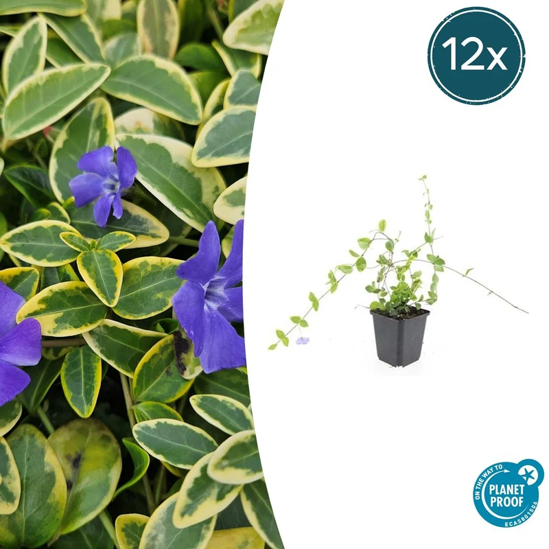 12x Vinca minor 'Blue and Gold'
