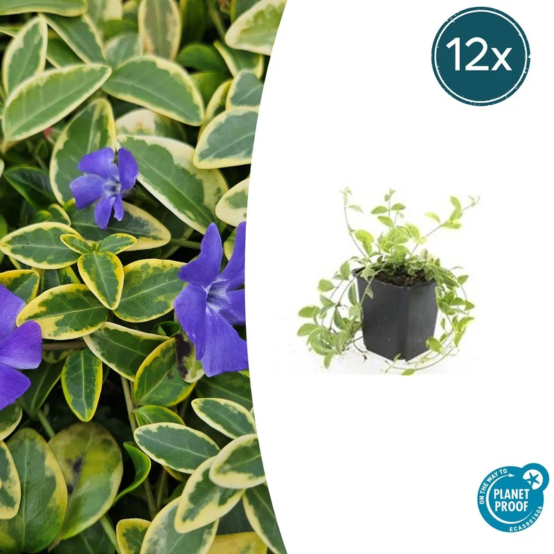 12x Vinca minor 'Aureovariegata'