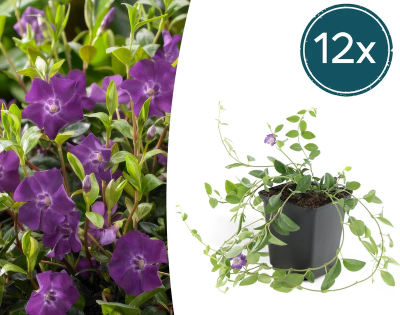 12x Vinca minor 'Atropurpurea',