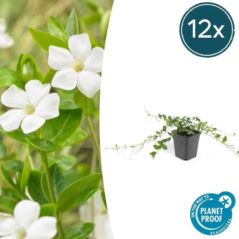 12x Vinca minor 'Alba'