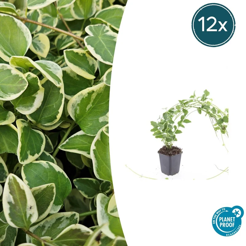 12x Vinca major 'Variegata'