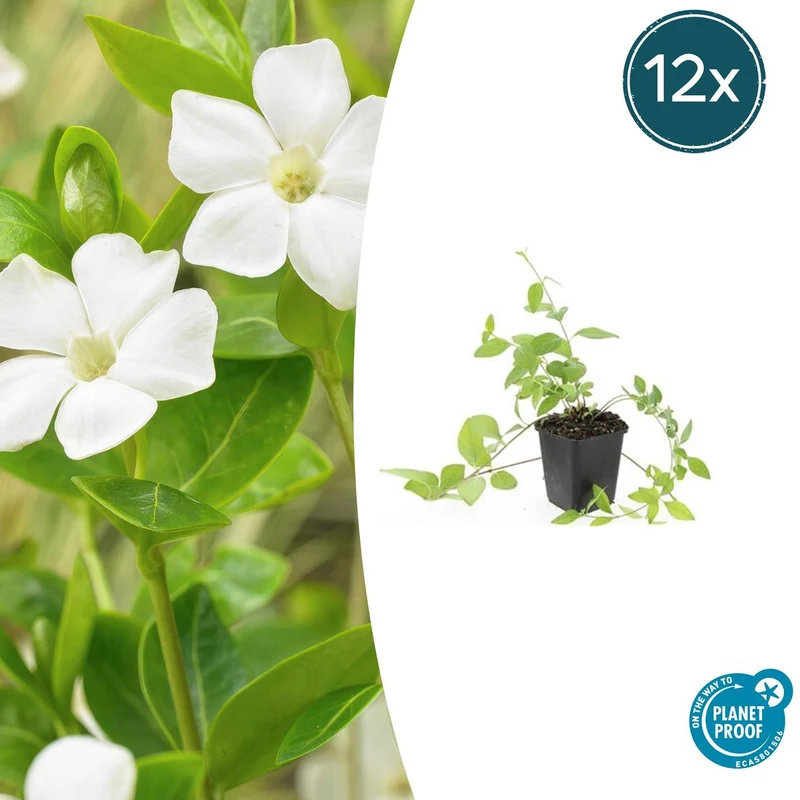 12x Vinca major 'Alba'