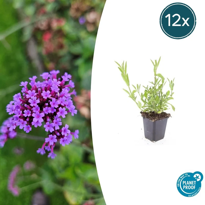 12x Verbena bonariensis