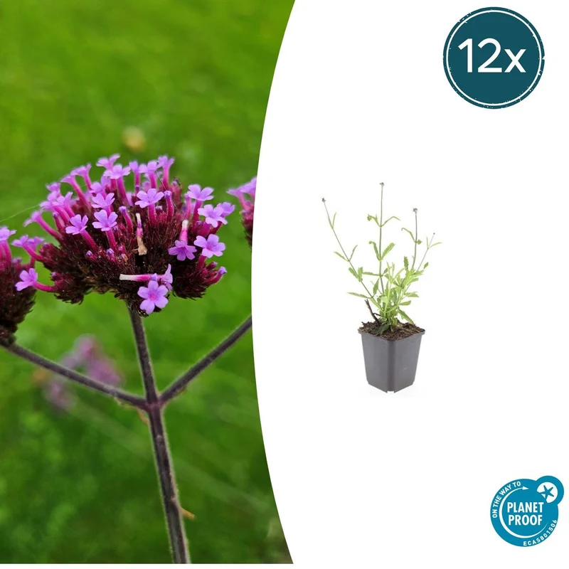 12x Verbena bon. 'Lollipop'