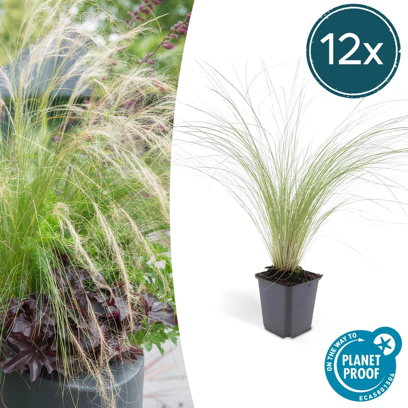 12x Stipa tenuissima 'Ponytails'