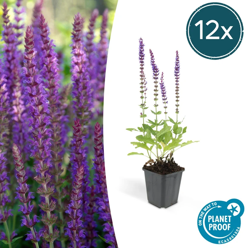12x Salvia nem. 'Ostfriesland'
