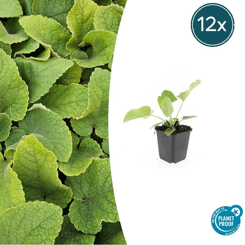 12x Phlomis russeliana