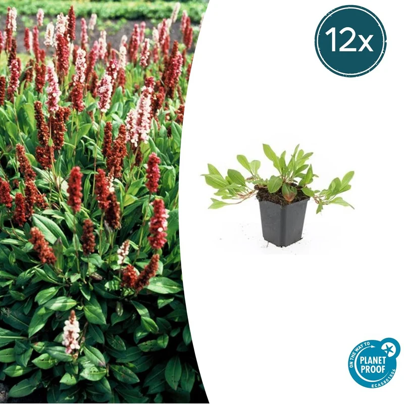 12x Persicaria aff. 'Darjeeling Red'