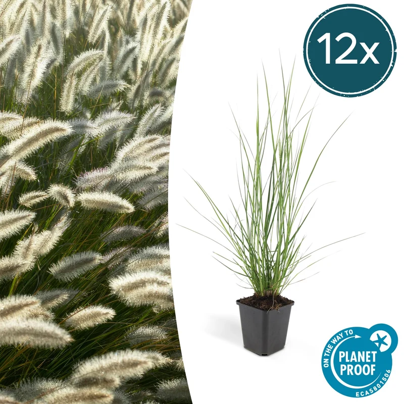 12x Pennisetum alopecuroides 'Hameln'