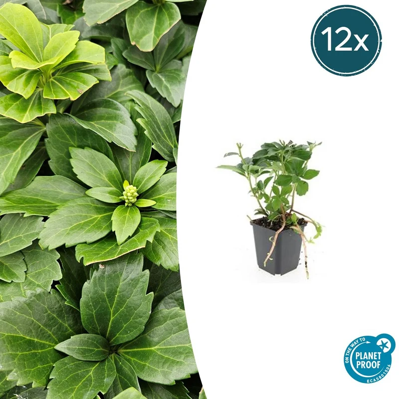 12x Pachysandra terminalis