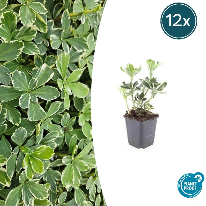 12x Pachysandra term. 'Variegata'