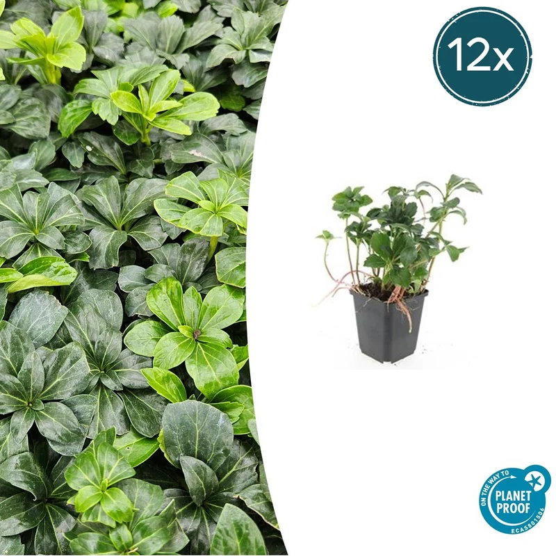 12x Pachysandra term. 'Green Sheen'