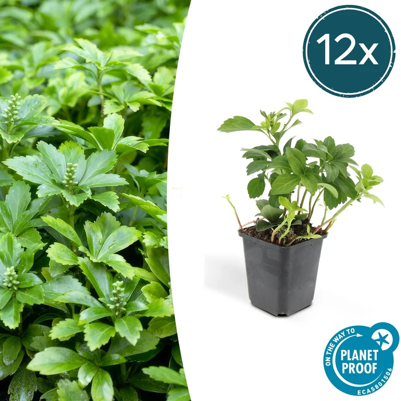 12x Pachysandra term. 'Green Carpet'