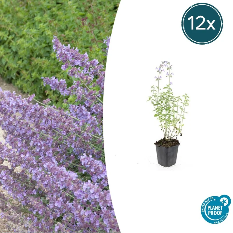 12x Nepeta 'Walker's Low'