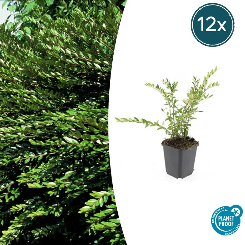 12x Lonicera pileata