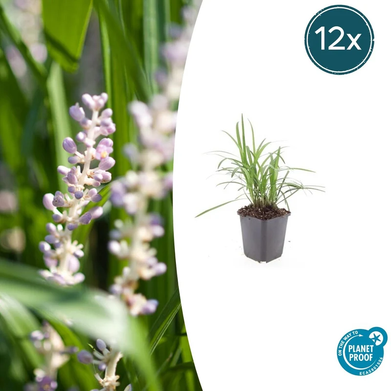 12x Liriope muscari 'Monroe White'