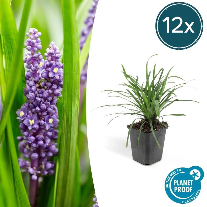 12x Liriope muscari 'Big Blue'