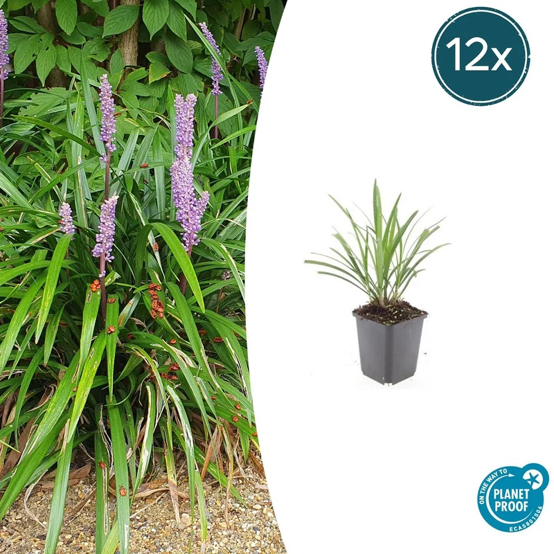 12x Liriope muscari 'Ingwersen'