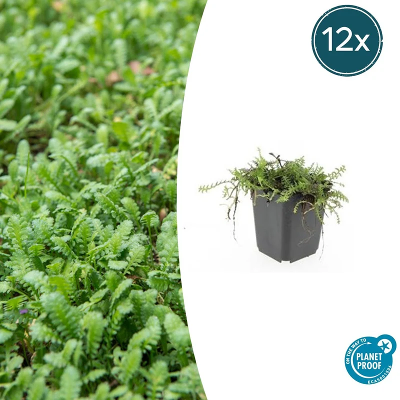 12x Leptinella squalida