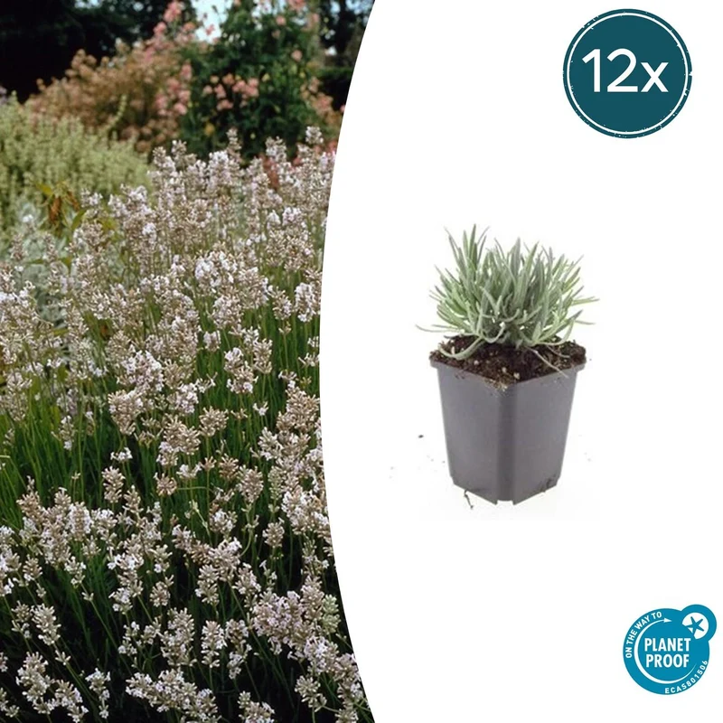 12x Lavandula int. 'Edelweiss'
