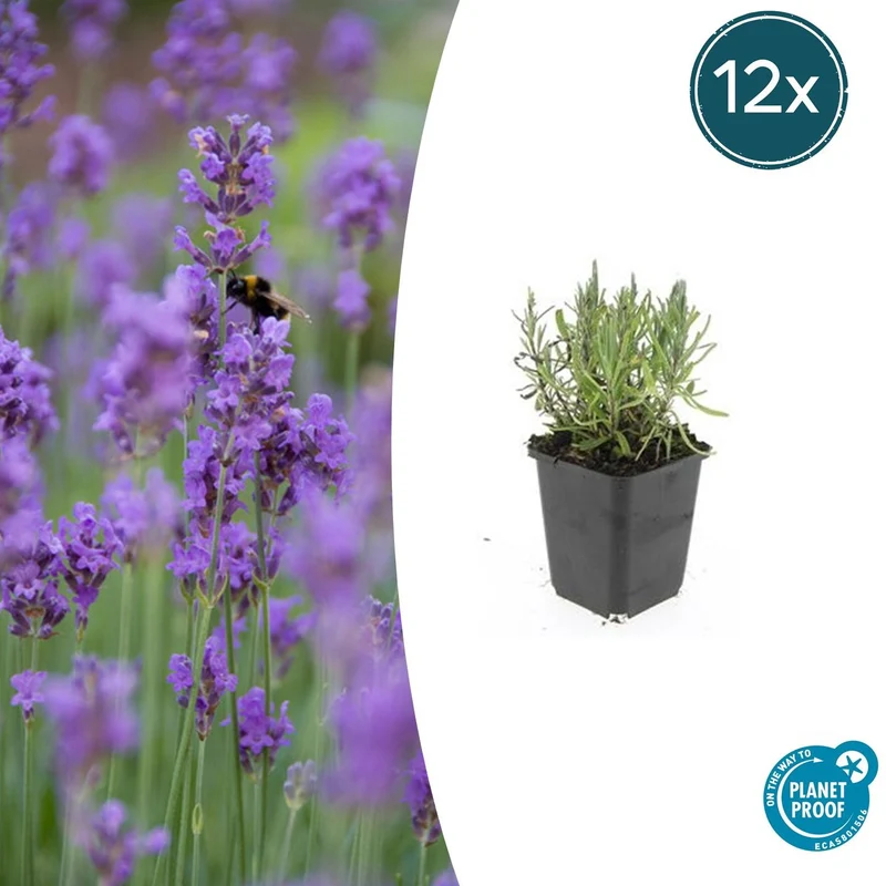 12x Lavandula ang. 'Munstead'