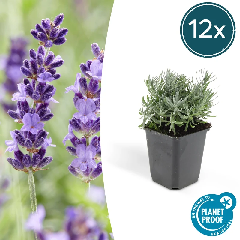 12x Lavandula 'Hidcote'