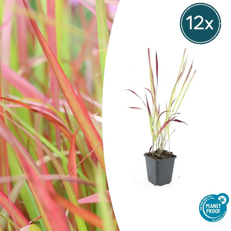 12x Imperata cylindrica 'Red Baron'