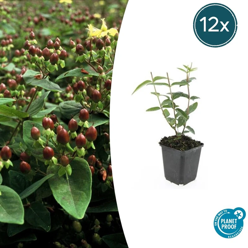 12x Hypericum inodorum