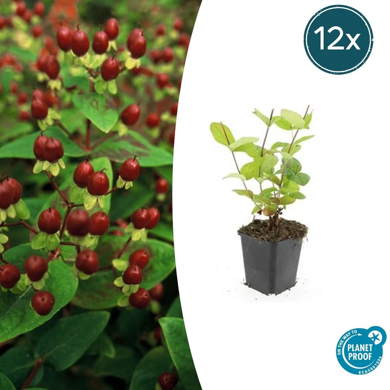 12x Hypericum inodorum 'Beauty'