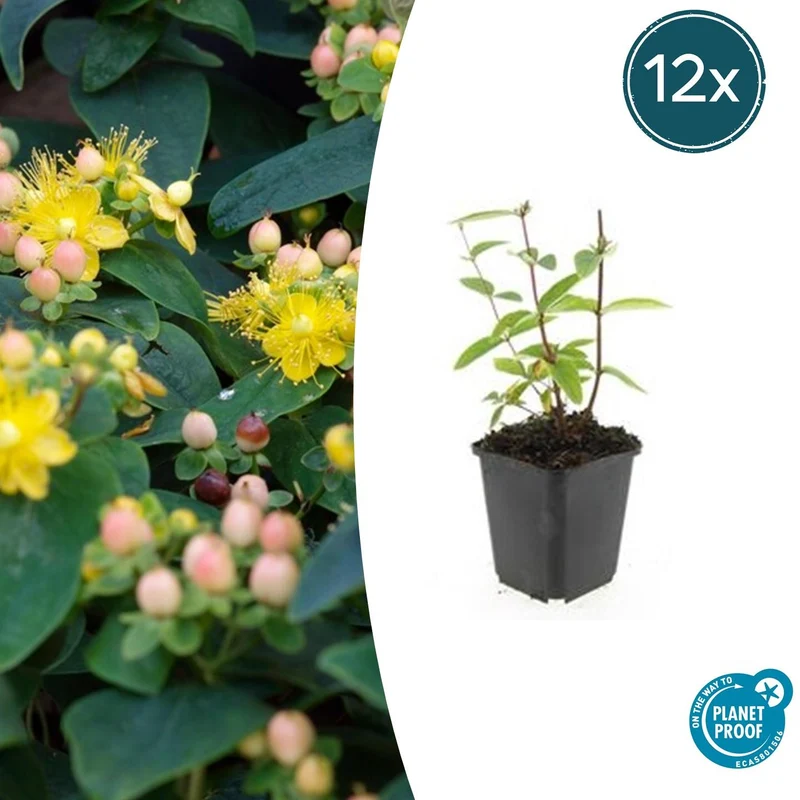 12x Hypericum inodorum 'Annebel'