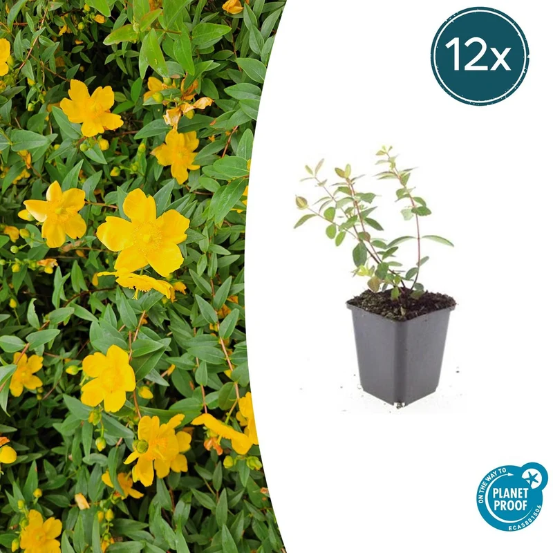 12x Hypericum dummeri 'Peter Dummer'