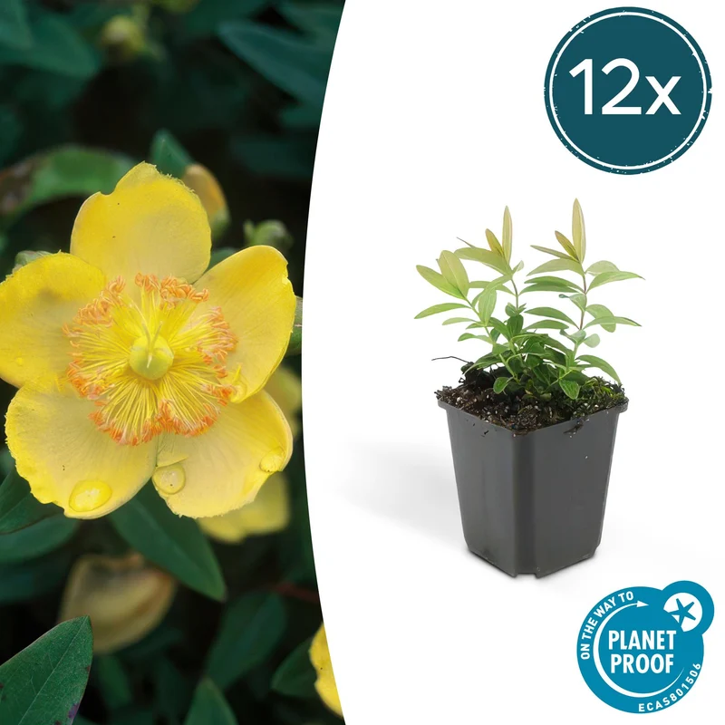 12x Hypericum calycinum