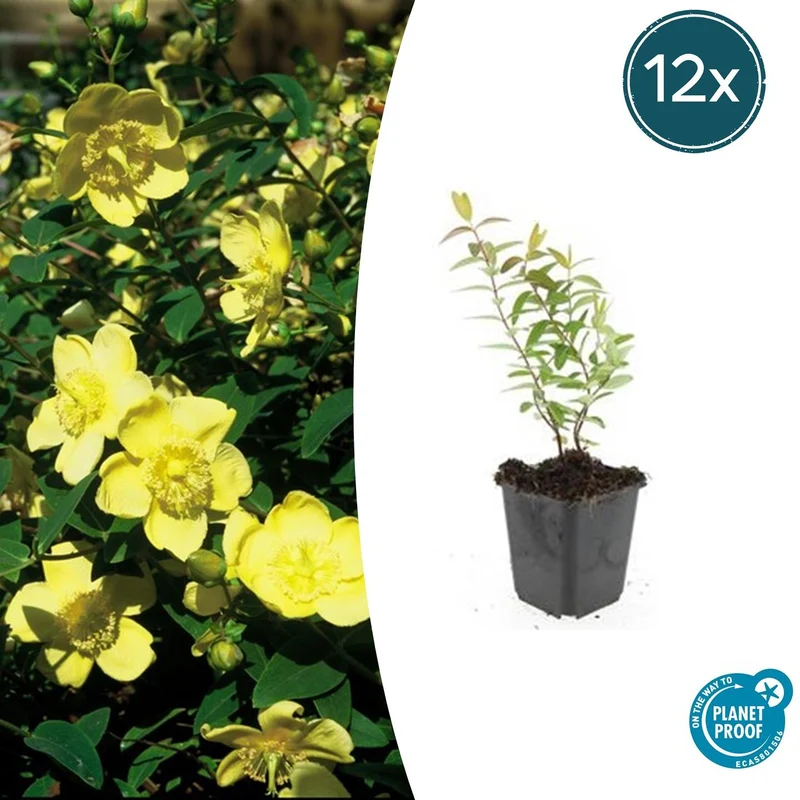 12x Hypericum 'Hidcote'