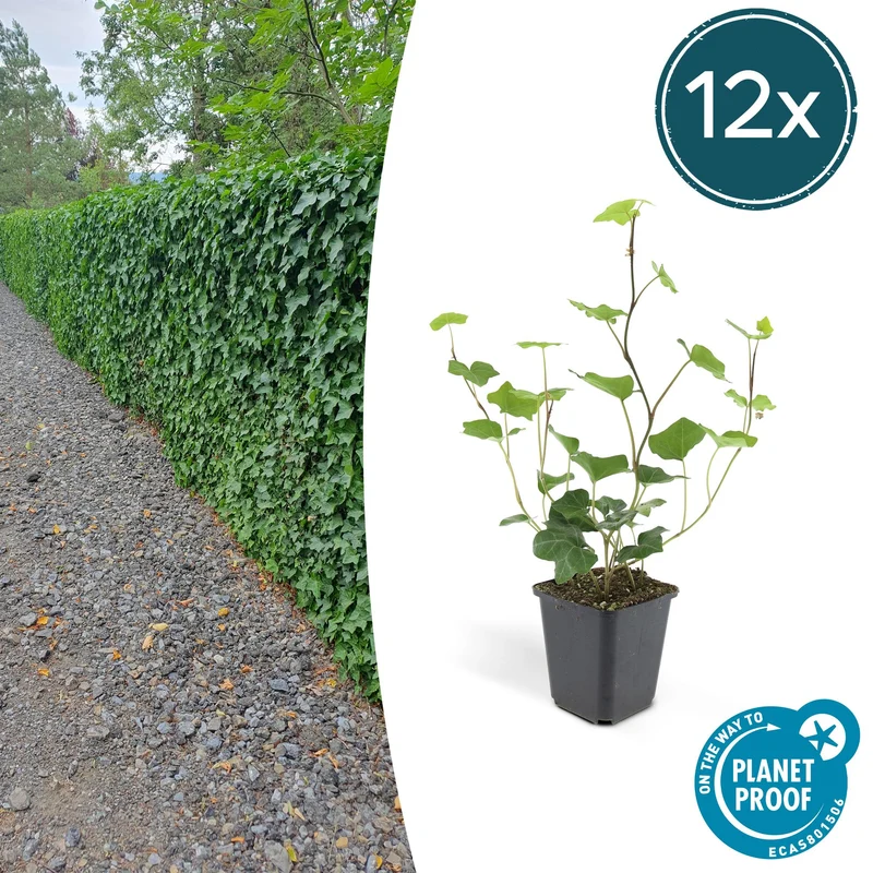 12x Hedera Hibernica